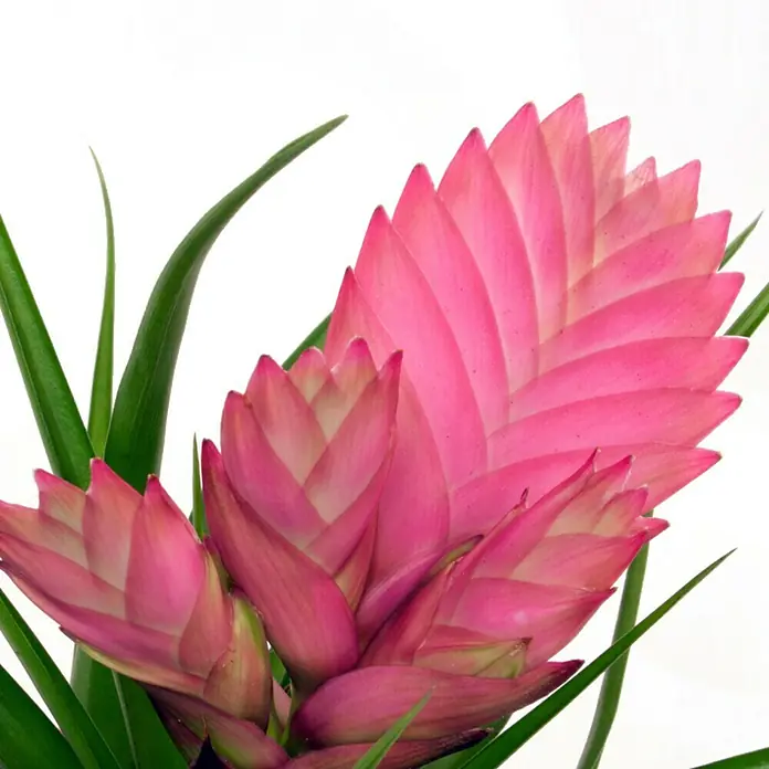 Piardino Tillandsie - Tillandsia cyanea, Topfgröße: 9 cm, Rosa - Detailaufnahme
