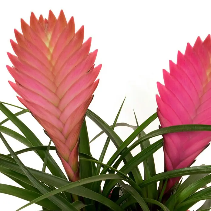 Piardino Tillandsie - Tillandsia cyanea, Topfgröße: 9 cm, Rosa - Detailaufnahme