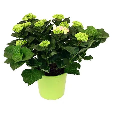 Piardino  Hortensie