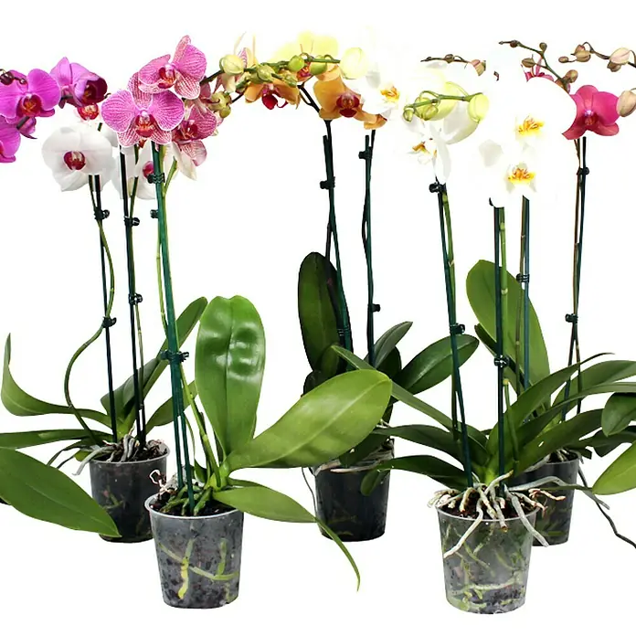 Piardino Orquídea mariposa - Phalaenopsis Hybride, Tamaño de maceta: 12 cm, Dependiendo de la variedad, Número de brotes: 2 ud., En posición vertical - Foto ambiente