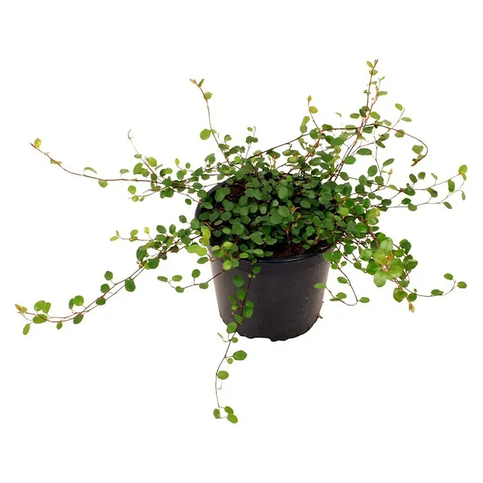 Piardino Drahtstrauch - Muehlenbeckia complexa, Topfgröße: 12 cm, Blattfarbe: Grün - Vorderansicht
