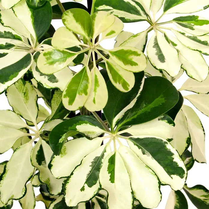 Piardino Cheflera - Schefflera arboricola Charlotte, Tamaño de maceta: 13 cm, Verde/Blanco - Primer plano