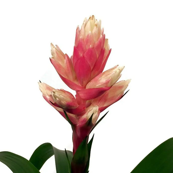 Piardino Bromelie - Guzmania Hybride 'Candy', Topfgröße: 12 cm, Dunkelrosa/Weiß - Detailaufnahme