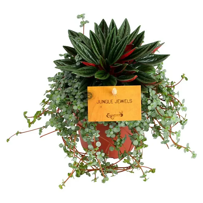 Piardino Sukkulenten Duo - Pilea glaucophylla, Tradescantia zebrina, Topfgröße: 12 cm - Vorderansicht