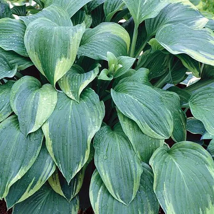 Piardino Funkie - Hosta, Topfgröße: 17 cm, Sortenabhängig - Detailaufnahme
