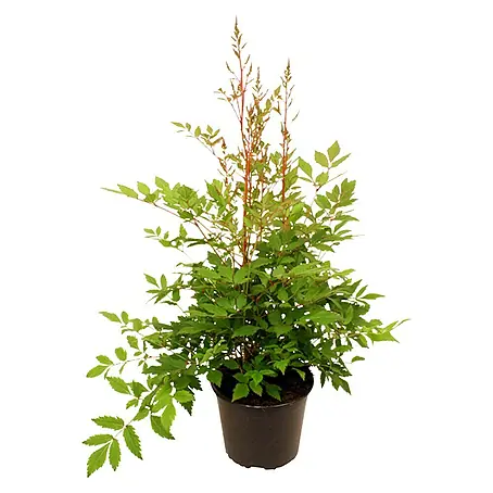 Piardino  Astilbe japonés