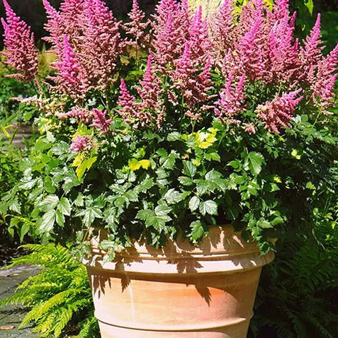 Piardino Astilbe japonés - Astilbe japonica, Tamaño de maceta: 17 cm - Foto ambiente