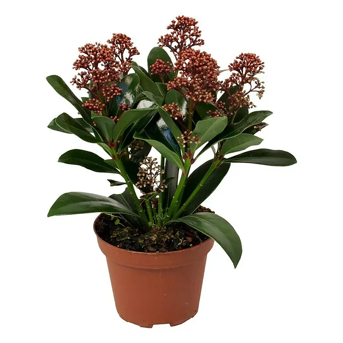Piardino Esquimia - Skimmia japonica 'Rubella', Tamaño de maceta: 14 cm, Color de flor: Rojo - Vista frontal