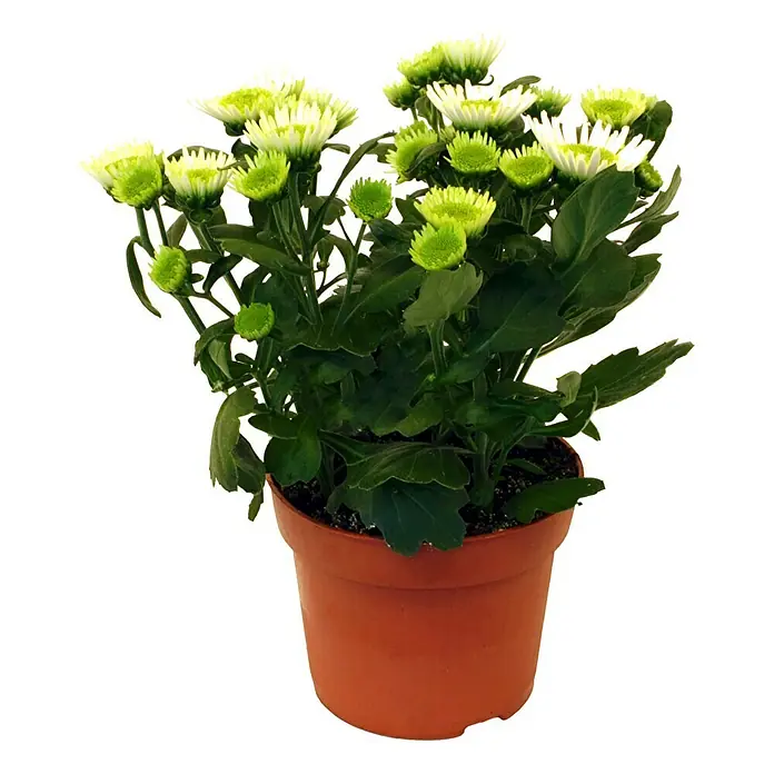 Piardino Herbst-Chrysantheme - Dendranthema Hybride Splah Treasure, Topfgröße: 12 cm, Weiß - Vorderansicht