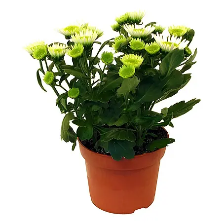Piardino  Herbst-Chrysantheme