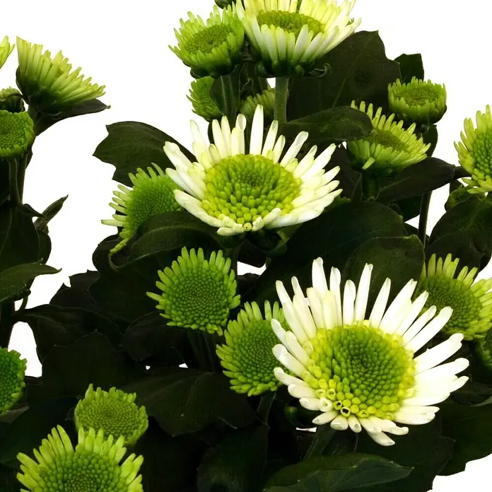 Piardino Herbst-Chrysantheme - Dendranthema Hybride Splah Treasure, Topfgröße: 12 cm, Weiß - Detailaufnahme