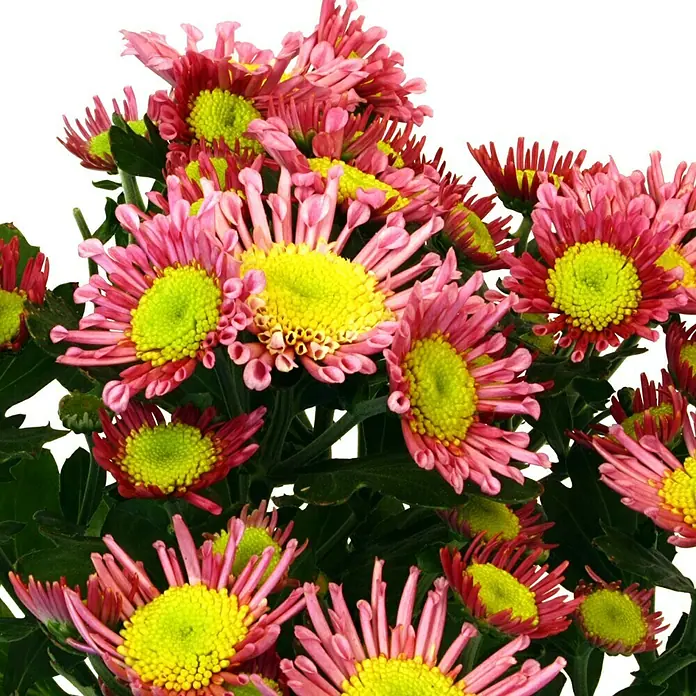 Piardino Herbst-Chrysantheme - Dendranthema Hybride Splah Treasure, Topfgröße: 12 cm, Rosa - Detailaufnahme