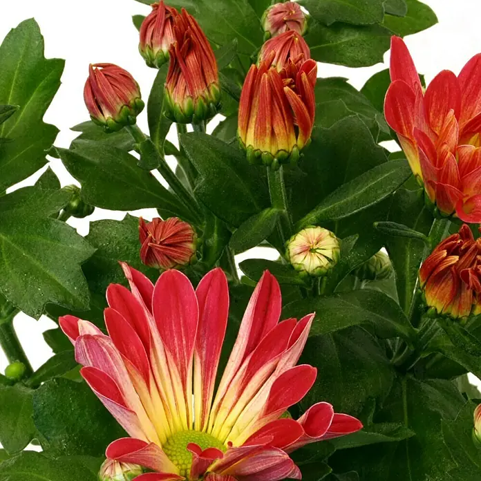 Piardino Herbst-Chrysantheme - Chrysanthemum x grandiflorum Artist pink, Topfgröße: 12 cm, Rosa - Detailaufnahme