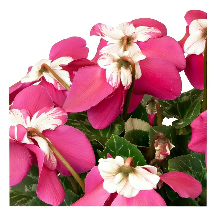 Piardino Zimmer-Alpenveilchen - Cyclamen persicum Fleur en Vouge, Topfgröße: 13 cm, Dunkelrosa/Weiß - Detailaufnahme