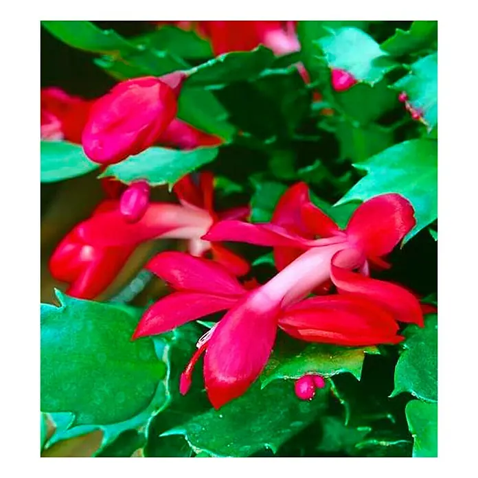 Piardino Weihnachtskaktus - Schlumbergera bridgesii, Topfgröße: 12 cm, Rot - Detailaufnahme