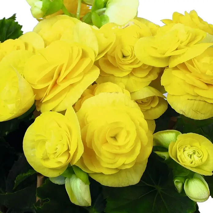 Piardino Begonie - Begonia elatior, Topfgröße: 14 cm, Gelb - Detailaufnahme