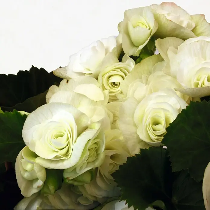 Piardino Begonie - Begonia elatior, Topfgröße: 14 cm, Weiß - Detailaufnahme