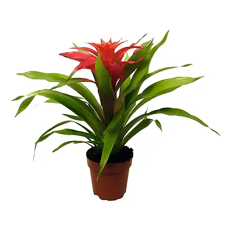 Piardino  Bromelia