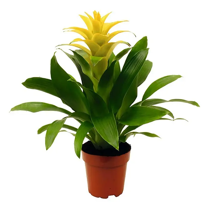 Piardino Bromelia - Guzmania Hybriden, Tamaño de maceta: 12 cm, Amarillo - Vista frontal