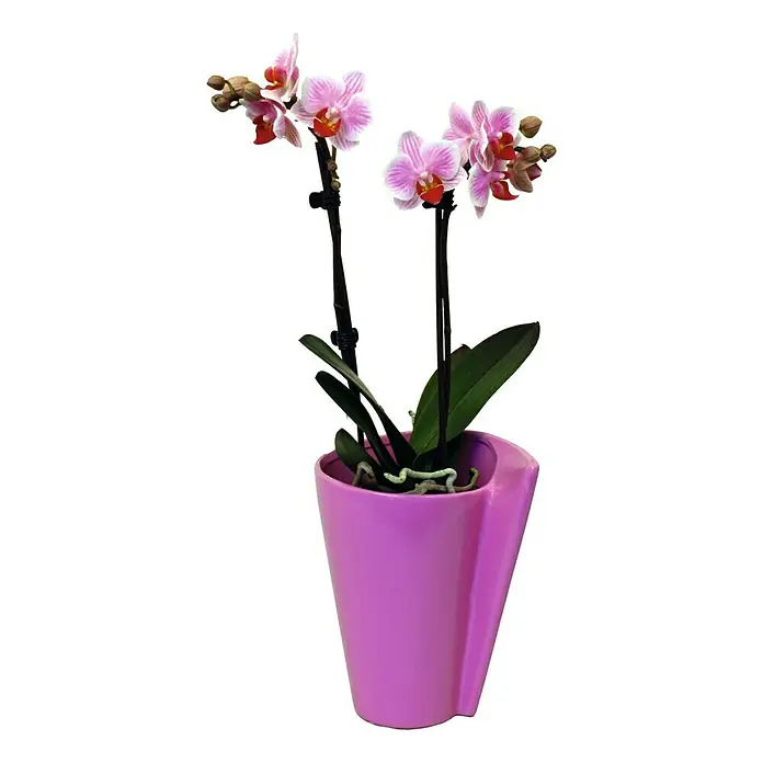 Piardino Schmetterlingsorchidee - Phalaenopsis Hybride, Topfgröße: 11 cm, Sortenabhängig, Anzahl Triebe: 2 Stk., Aufrecht - Vorderansicht