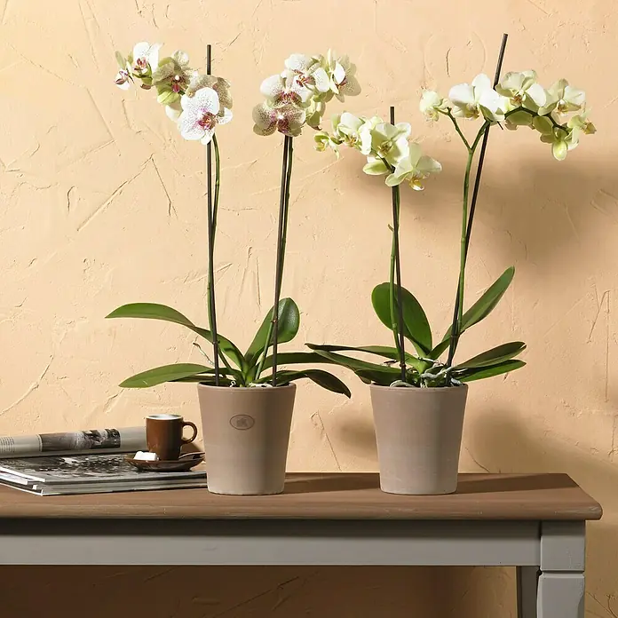 SK Orchideentopf Dover - Außenmaß (Ø x H): 21 x 20 cm, Keramik, Sandgrau - Stimmungsaufnahme