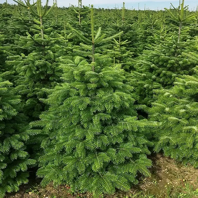 Piardino Nordmann kerstboom - 175 cm - 200 cm, Kerstboom, Gezaagd