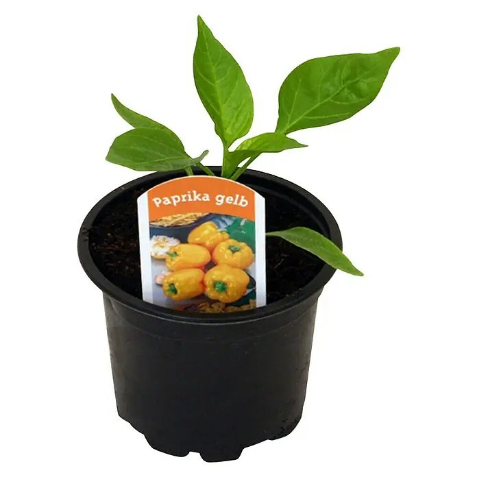 Piardino Paprika - Capsicum annuum, 9 cm, Erntezeit: August - Oktober, Farbe Frucht: Gelb - Vorderansicht
