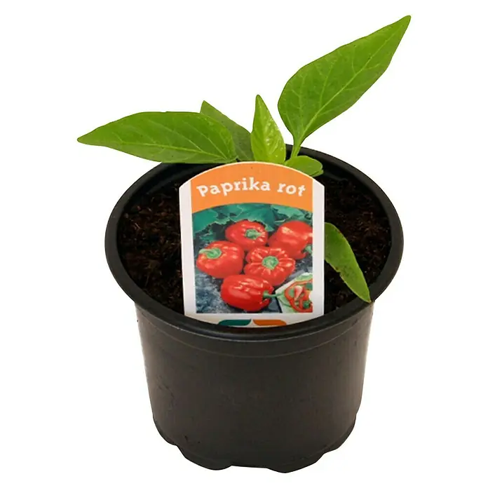 Piardino Paprika - Capsicum annuum, 9 cm, Erntezeit: August - Oktober, Farbe Frucht: Rot - Vorderansicht