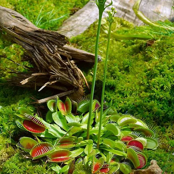 Piardino Venusfliegenfalle - Dionaea muscipula, Topfgröße: 9 cm - Stimmungsaufnahme