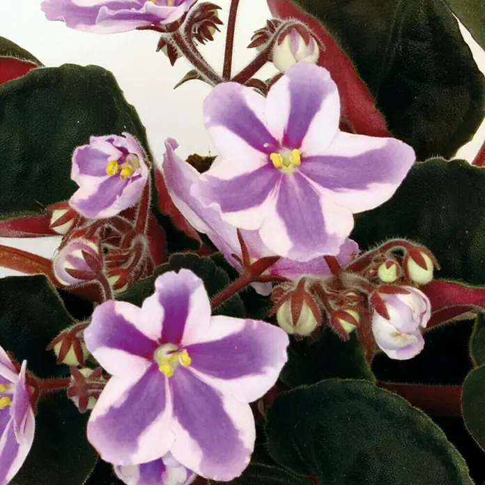 Piardino Violeta africana - Saintpaulia ionantha Inova Chimera, Tamaño de maceta: 12 cm, Color de flor: Bicolor - Primer plano