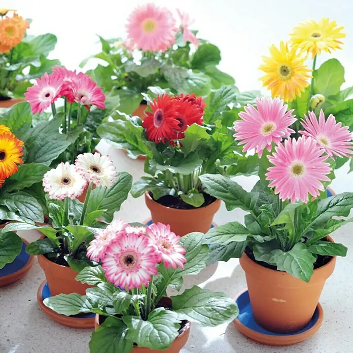 Piardino Gerbera - Gerbera jamesonii, Topfgröße: 12 cm, Blütenfarbe: Sortenabhängig - Stimmungsaufnahme