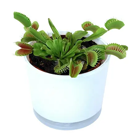 Piardino  Jarrón con plantas