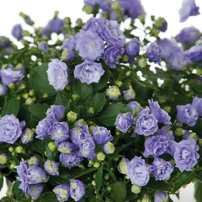 Piardino Campanilla - Campanula haylodgensis Blue Wonder, Tamaño de maceta: 11 cm, Azul - Primer plano