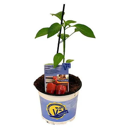 Piardino  Jumbo-Paprika Veredelt