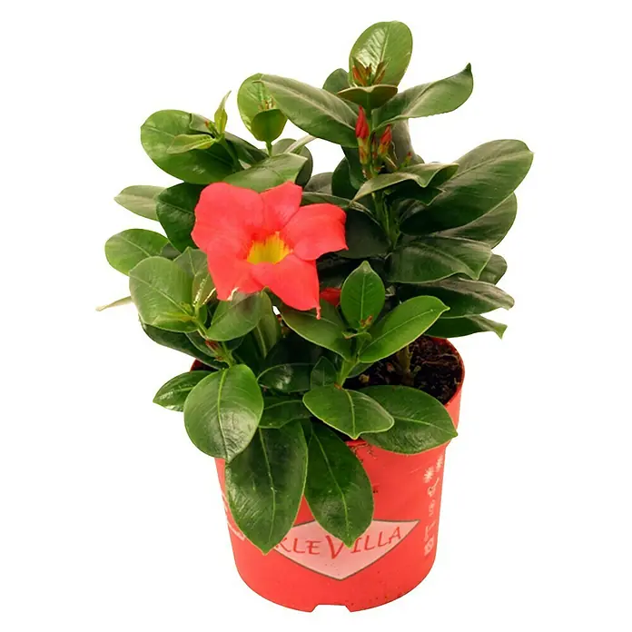 Piardino Trichterblüte - Dipladenia sanderi, Topfgröße: 11 cm, Sortenabhängig - Vorderansicht