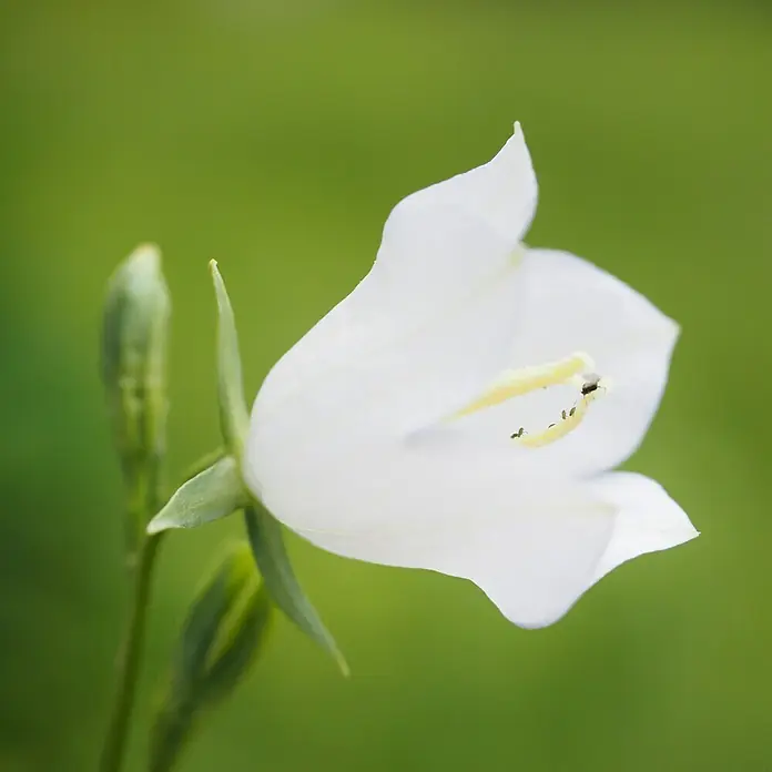 Piardino Großblütige Ballonblume - Platycodon grandiflorus, Topfgröße: 12 cm, Weiß, Dunkelblau - Detailaufnahme
