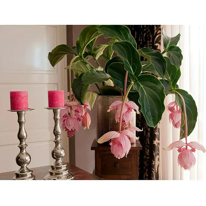 Piardino Medinille - Medinilla magnifica, Topfgröße: 15 cm, Rosa - Stimmungsaufnahme