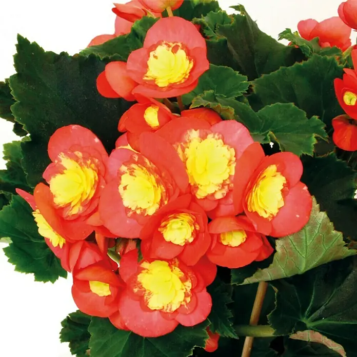 Piardino Begonie - Begonia elatior Valentino Pink, Topfgröße: 14 cm, Zweifarbig - Detailaufnahme