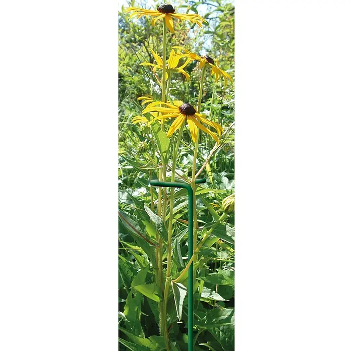 Bellissa Doldenstütze - 3 Stk., Länge: 60 cm - Stimmungsaufnahme