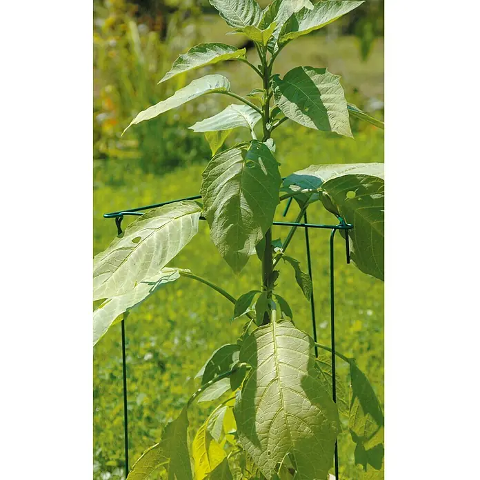 Bellissa Potporni štapovi za biljke - 30 x 18 cm, 3 kom - Živopisni prikaz