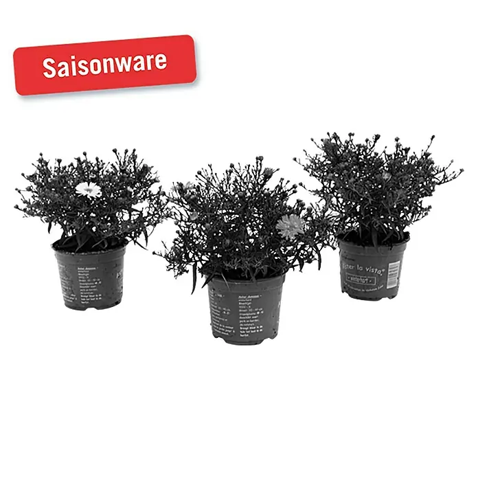 Piardino Kissen-Aster - Aster dumosus, Topfgröße: 11 cm, Sortenabhängig - Vorderansicht