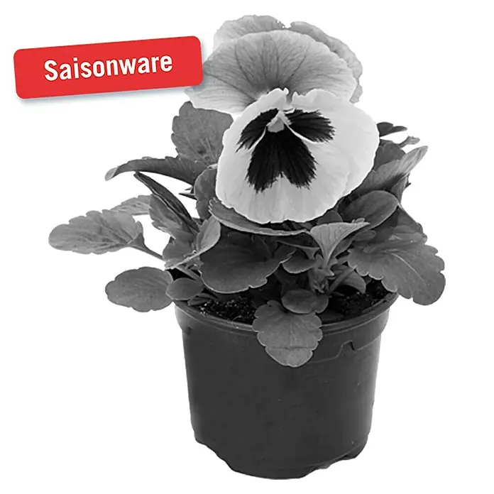 Piardino Garten-Stiefmütterchen - Viola F1, Topfgröße: 9 cm, Sortenabhängig - Vorderansicht