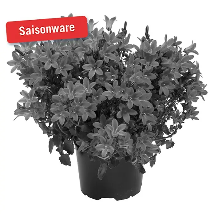 Piardino Polsterglockenblume - Campanula portenschlagiana Get Mee, Topfgröße: 11 cm, Blütenfarbe: Blau