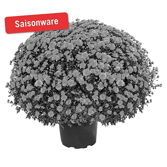 Piardino Herbst-Chrysantheme - Chrysanthemum indicum Hybride, Topfgröße: 19 cm, Sortenabhängig