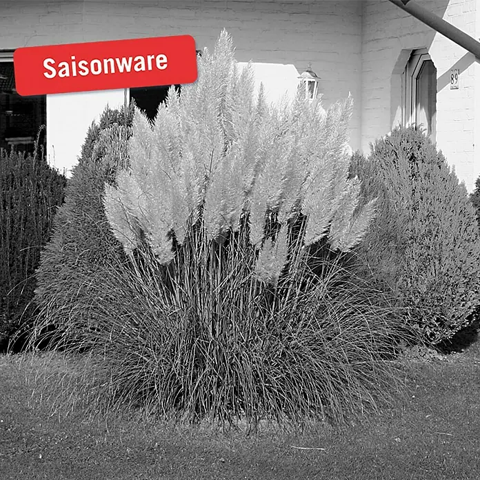 Piardino Pampasgras - Cortaderia seloana, Topfvolumen: 10 l, Grau/Grün
