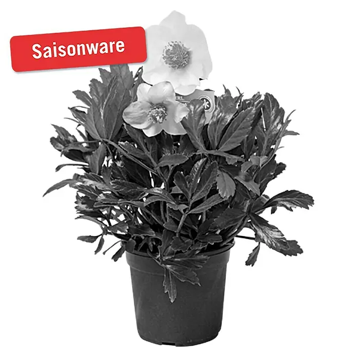 Piardino Christrose - Helleborus niger Helada, Topfgröße: 14 cm, Weiß