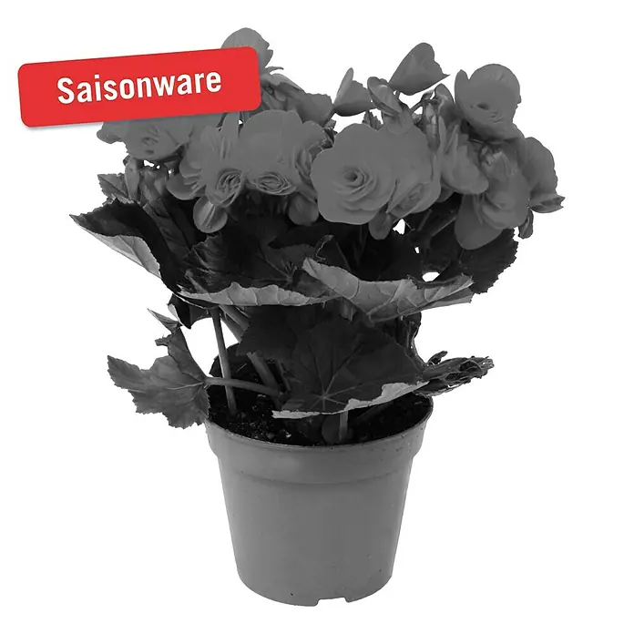 Piardino Begonie - Begonia elatior, Topfgröße: 14 cm, Rot - Vorderansicht