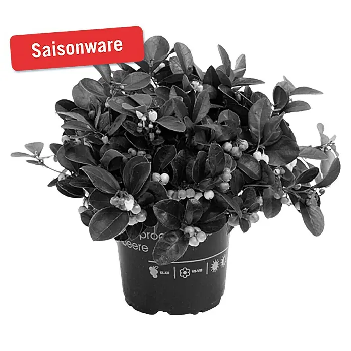 Piardino Rote Teppichbeere - Gaultheria procumbens, Topfgröße: 12 cm, Hellrosa - Vorderansicht