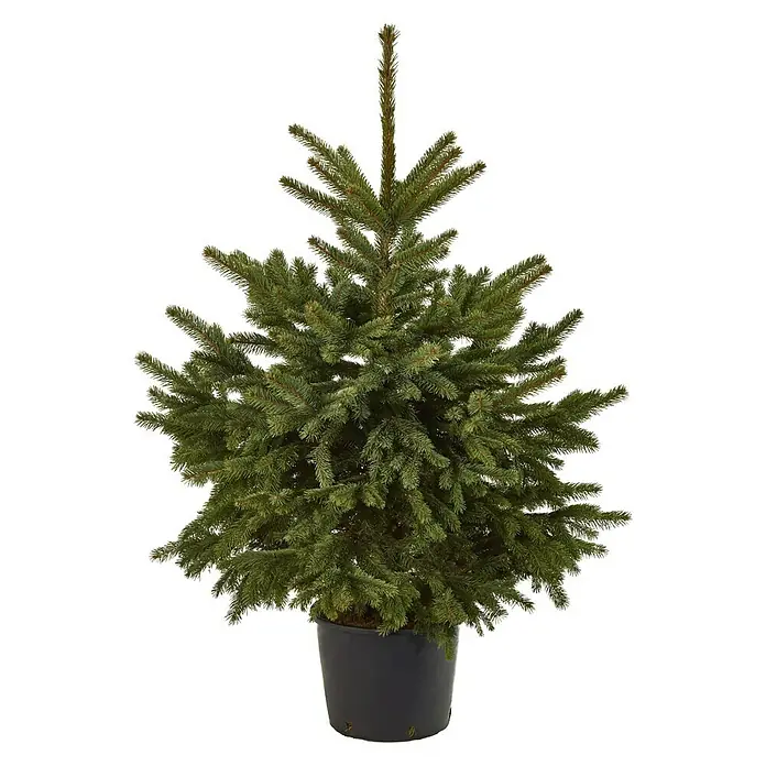 Piardino Blauwe spar - 100 cm - 125 cm, In pot gedrukt