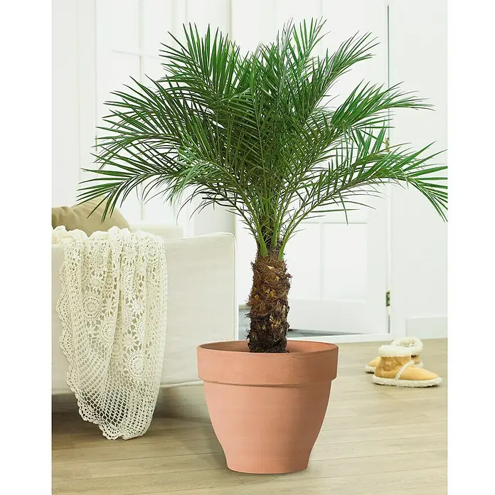 Deroma White Garden Pflanztopf Montelupo Set - Außenmaß (Ø x H): 33 x 28 cm, Naturmaterialien, Tonweiß
